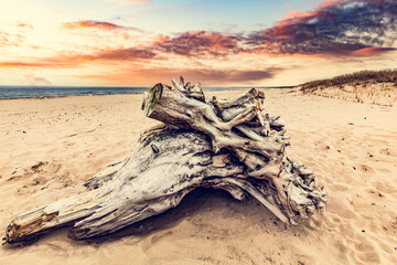 Fototapeta premium Baltic sea in Poland. Old tree trunk on the beach