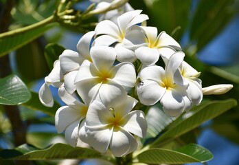 Bunch of pretty white and yellow frangipani flowers