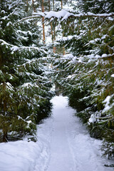 Trees in a winter snow-covered forest