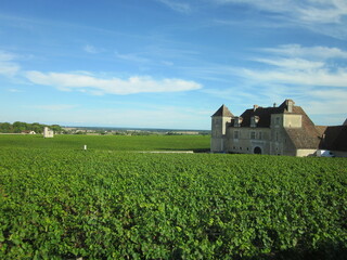 Fototapeta na wymiar フランスのブドウ畑