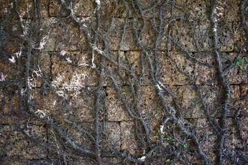 Background of creeping vines growing on a brick wall