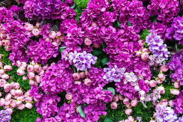 Fototapeta premium Flowers pink roses on green clover wall background