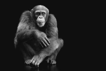 Chimpanzee monkey sitting portrait on black - obrazy, fototapety, plakaty