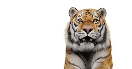 Obraz premium Tiger portrait isolated on white