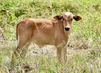 Small brown calf standing in a field and looking at the camera