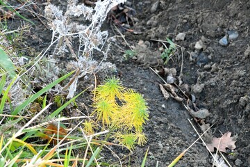 Belle plante colorée de vert et de jaune au bord d'un chemin prêt du pic de Solignat par une froide matinée d'hiver