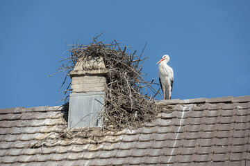 Storch mit Nest auf einem Hausdach, Nähe Zürichsee, Schweiz © tauav