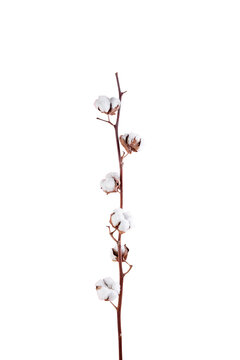 Branche with white fluffy cottons flowers isolated white background flat lay. Delicate light beauty cotton background. Natural organic fiber, agriculture, cotton seeds, raw materials for making fabric