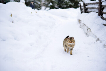 A cat in a snowy winter garden
