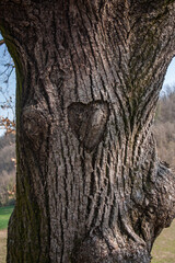 un cuore in natura