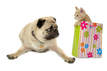 Sweet kitten is sitting in a shopping bag next to a sweet pug dog