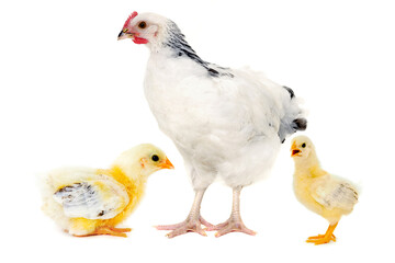 Chicken and tow chiicks are standing and looking on a white background.