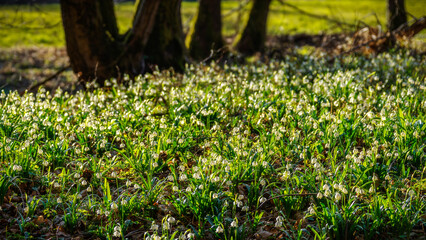Spring meadow - Frühlingswiese