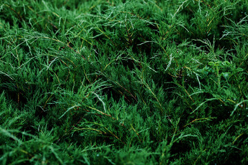 Tuya green background
