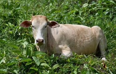 Naklejka na ściany i meble Young calf resting on the grass at a farm