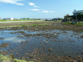 Naklejka premium 大雨が降った翌朝の水びたしの春の田圃風景