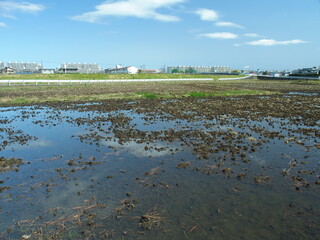 大雨が降った翌朝の水びたしの春の田圃風景