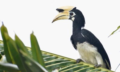 Large beautiful hornbill in a tree in Malaysia