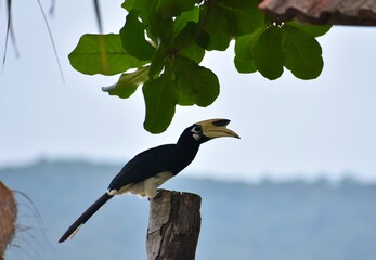 Beautiful hornbill perched on a stump near the beach in Malaysia