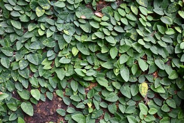 Background of leafy vines growing on a brick wall