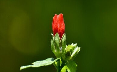 Pretty red flower bulb about to open in a garden
