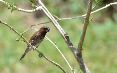 Small brown bird perched on a small branch