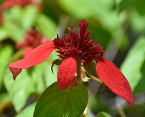 Bright red tropical flower growing in a Malaysian park.