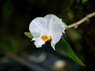 The orchid Dendrobium christyanum origin Thailand.