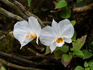 The orchid Dendrobium christyanum origin Thailand. - obrazy, fototapety, plakaty