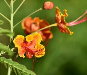 Pretty orange and yellow canna flower in a tropical garden