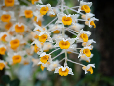 wild flower orchid,Dendrobium lindleyi Steud ,Rare species of wild orchids