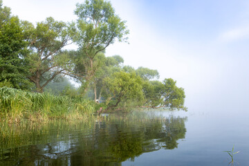Mystical landscape. Fog in the early morning on the river. The trees near the water are illuminated by the rays of the rising sun.