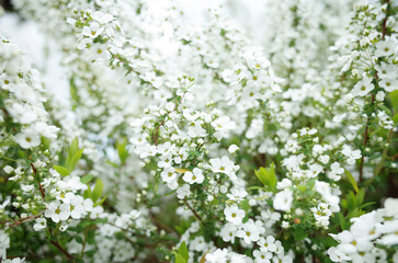 白いユキヤナギの花がたくさん咲く