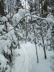 Aftermath of snowfall in the Canadian wilderness in the province of Quebec