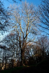 Bel arbre éclairé par le lever du soleil par une belle journée hivernale sur un chemin de...