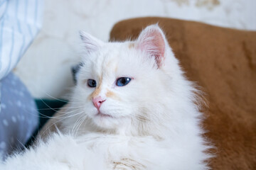 White fluffy angora cat close up portrait