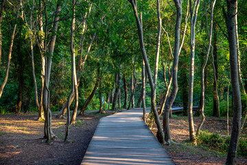 Footbridge amidst forest at Krka National Park, Sibenik-Knin, Croatia