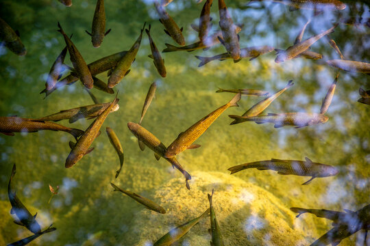 Trouts swimming underwater in river, Krka National Park, Skradinski Buk, Sibenik-Knin, Croatia