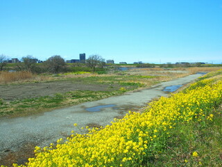 Fototapeta premium 菜の花咲く雨上がりの江戸川河川敷風景