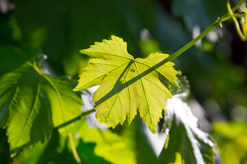Beautiful grapes leaves in a vineyard. Vineyard background in summer. Beautiful sunny day.