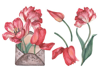 Watercolor collection of tulips. Spring illustration on white background for your design