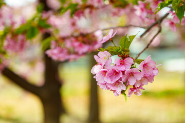 桜の葉っぱと花びらがバランスよく咲いている河津桜