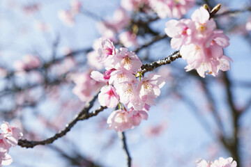 かわいいい薄ピンクの花びらの綺麗な桜