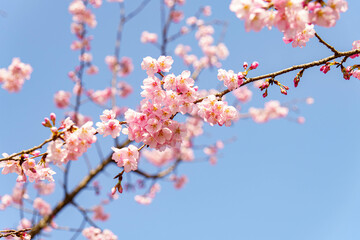 かわいいい薄ピンクの花びらの綺麗な桜