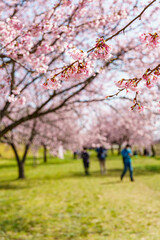 Fototapeta premium 満開の桜並木に酔いしれ集う人々