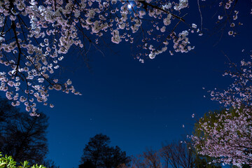 月明かりの夜桜とオリオン座 - obrazy, fototapety, plakaty
