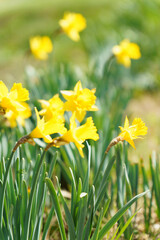 Fototapeta premium 黄色い花がかわいいスイセン