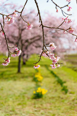 木下から眺める桜は最高に美しい