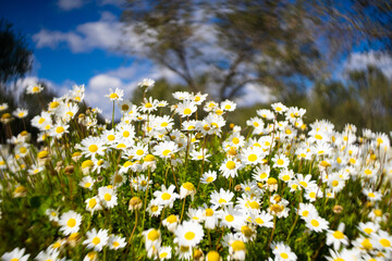 Daisies in a daisy field on blur background