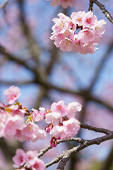 Fototapeta premium かわいいい薄ピンクの花びらの綺麗な桜